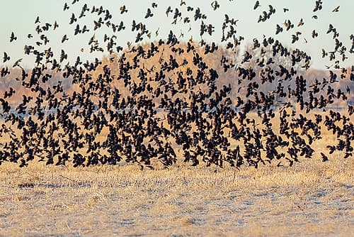 New Mexico-Bosque del Apache National Wildlife Reserve Winter flock of red-winged blackbirds Photography Print